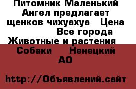 Питомник Маленький Ангел предлагает щенков чихуахуа › Цена ­ 10 000 - Все города Животные и растения » Собаки   . Ненецкий АО